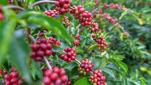 Gesha Coffees – Liquid Gold?