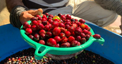 The Wonderful World of Specialty Coffee