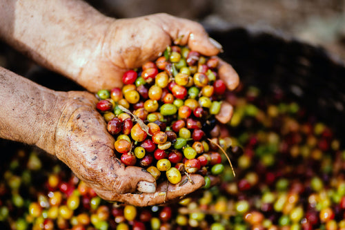 Know Your Coffee: Coffee Processing 101
