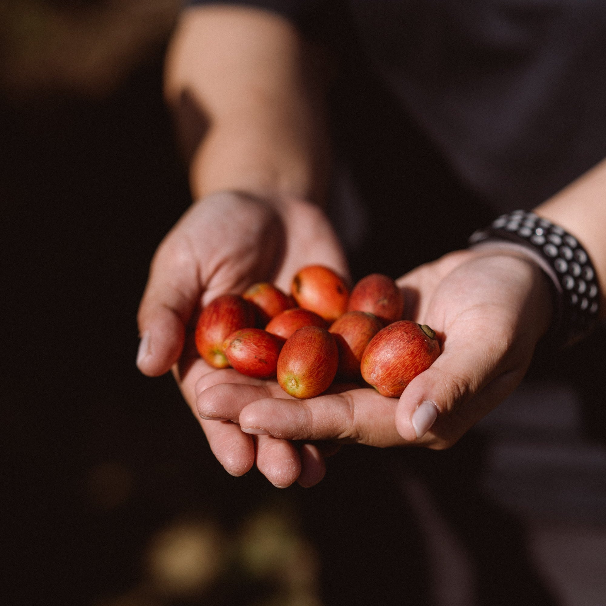 Coffee Origin Trip | My Liberica Coffee Farm, Mill & Tour in Johor, Malaysia