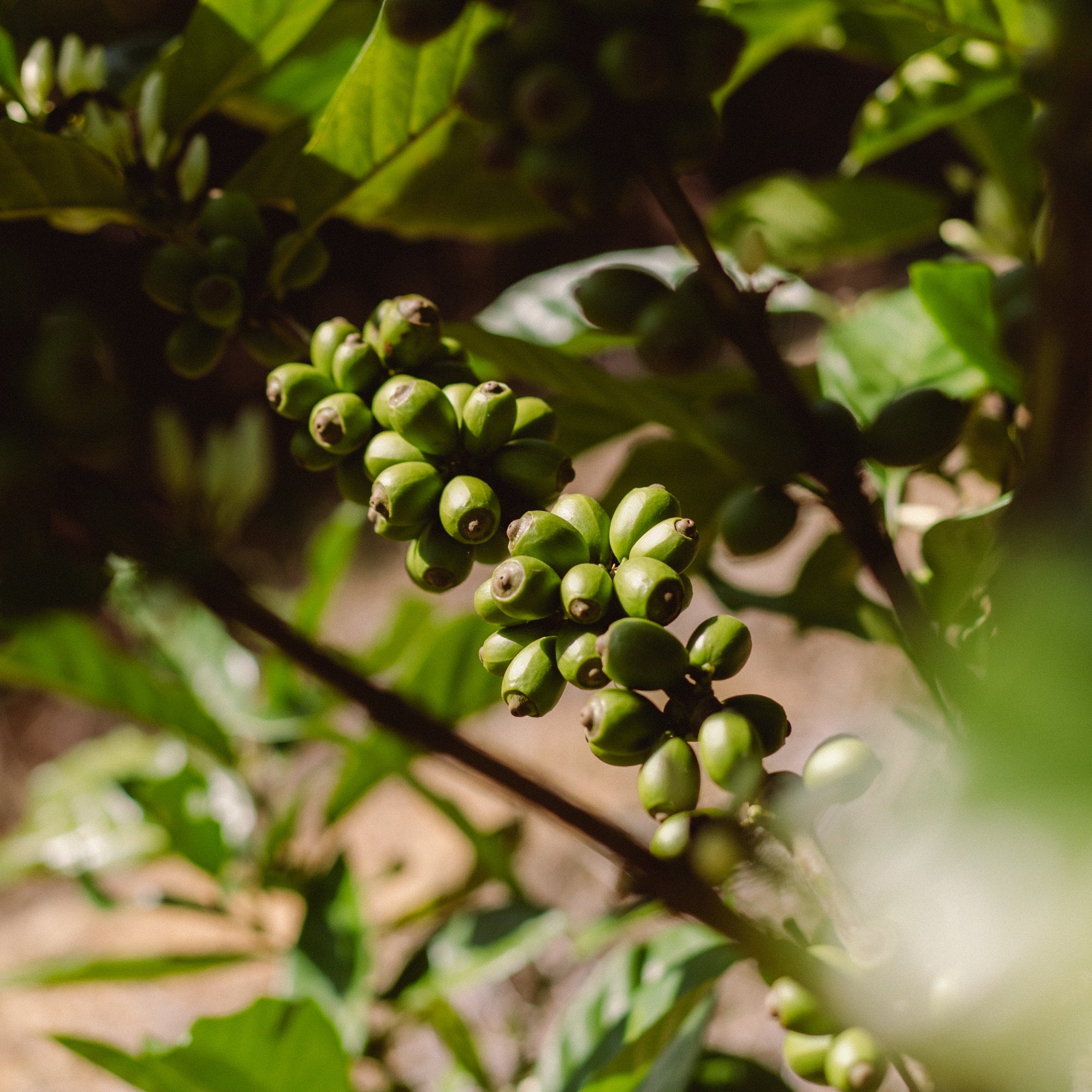 Coffee Origin Trip | My Liberica Coffee Farm, Mill & Tour in Johor, Malaysia