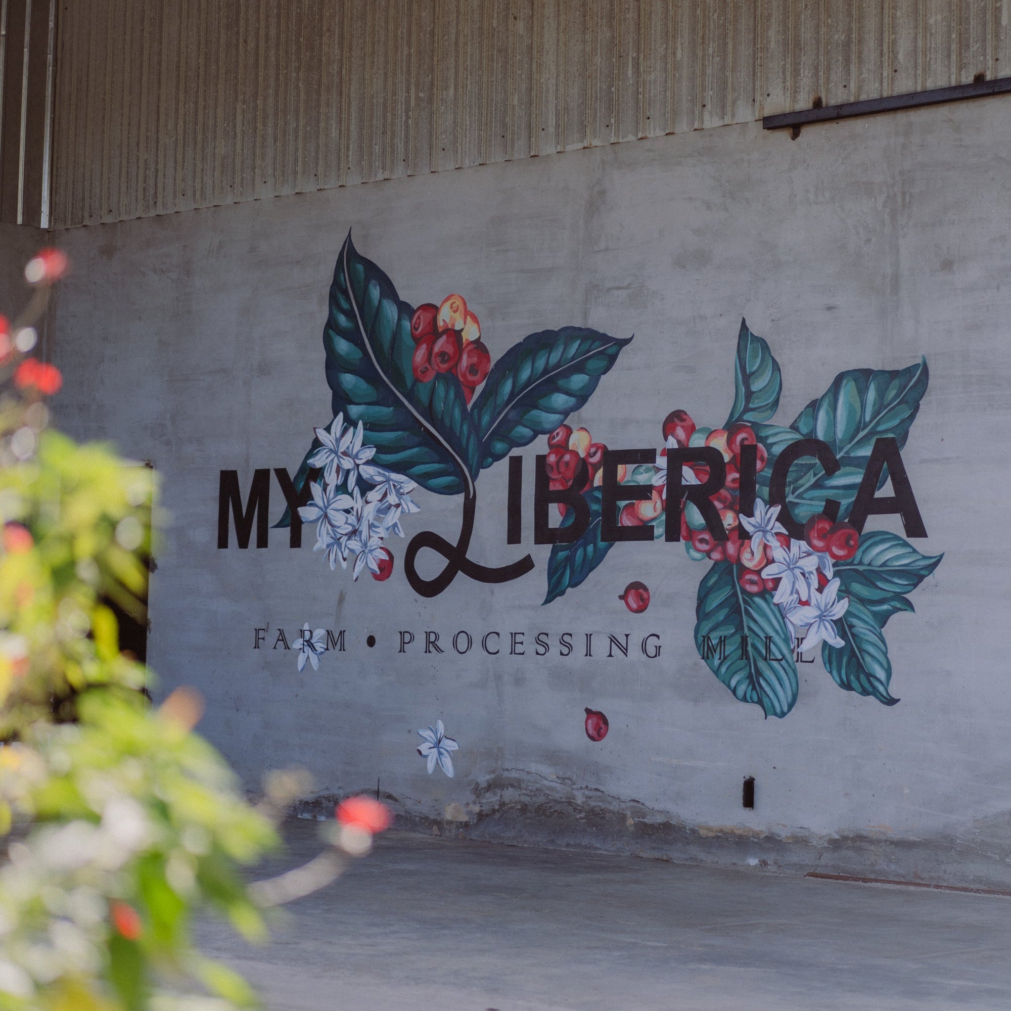 Bar Takeover | A Liberica Tasting Flight with Jason Liew, Founder of My Liberica